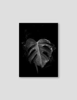 Monstera Black - Doenvang