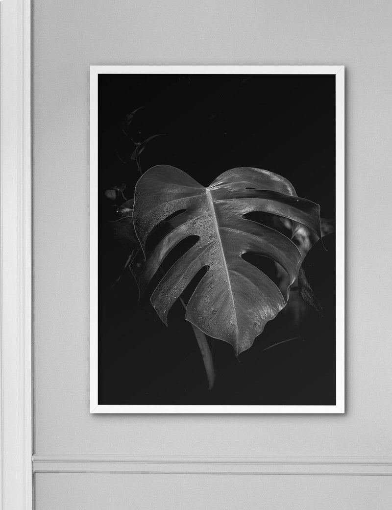 Monstera Black - Doenvang