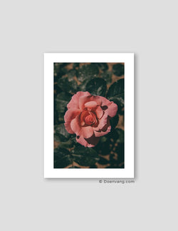 Turkish Analog Rose #1 | Turkey 2022 - Doenvang